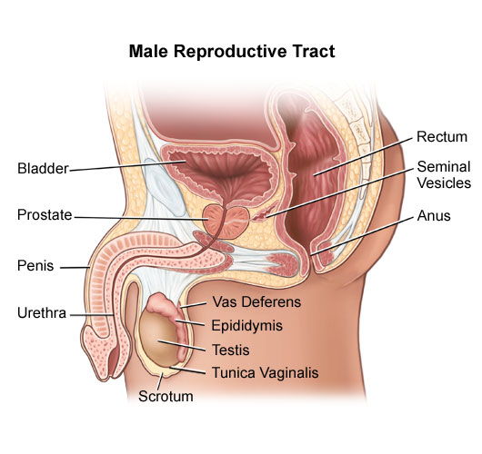 Male Infertility